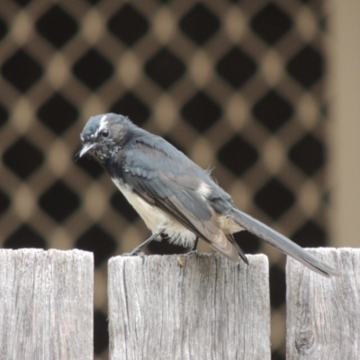 Rhipidura leucophrys (Willie Wagtail) at Pollinator-friendly garden Conder - 20 Feb 2022 by michaelb