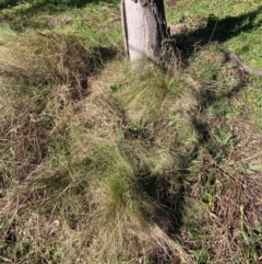 Nassella trichotoma (Serrated Tussock) at Watson, ACT - 9 Jul 2022 by waltraud