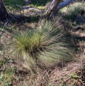 Nassella trichotoma at Watson, ACT - 9 Jul 2022