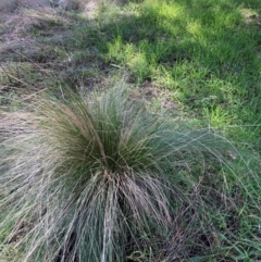 Nassella trichotoma (Serrated Tussock) at Mount Majura - 9 Jul 2022 by waltraud