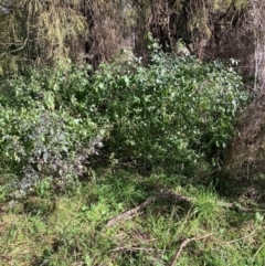 Solanum nigrum (Black Nightshade) at Mount Majura - 5 Jul 2022 by waltraud