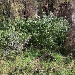 Solanum nigrum at Watson, ACT - 5 Jul 2022 11:33 AM