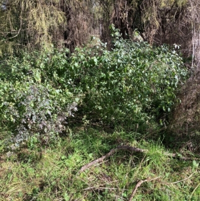 Solanum nigrum (Black Nightshade) at Mount Majura - 5 Jul 2022 by waltraud