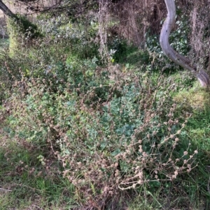 Marrubium vulgare at Watson, ACT - 5 Jul 2022