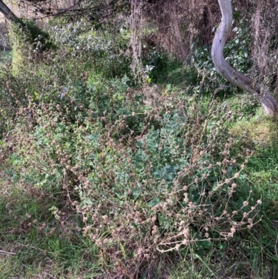Marrubium vulgare (Horehound) at Mount Majura - 5 Jul 2022 by waltraud