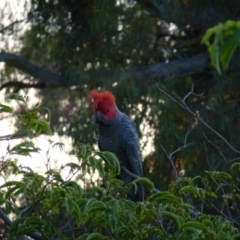 Callocephalon fimbriatum (Gang-gang Cockatoo) at Deakin, ACT - 4 Nov 2012 by jksmits