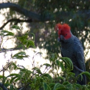 Callocephalon fimbriatum at Deakin, ACT - suppressed