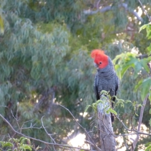 Callocephalon fimbriatum at Deakin, ACT - 4 Nov 2012