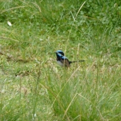 Malurus cyaneus (Superb Fairywren) at Mimosa Rocks National Park - 1 Jan 2011 by jksmits