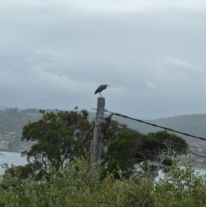 Egretta novaehollandiae at Merimbula, NSW - 11 Jan 2011