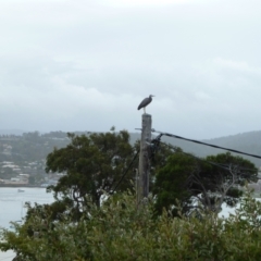 Egretta novaehollandiae at Merimbula, NSW - 11 Jan 2011