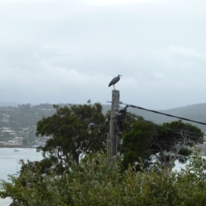 Egretta novaehollandiae at Merimbula, NSW - 11 Jan 2011