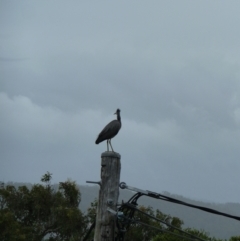 Egretta novaehollandiae at Merimbula, NSW - 11 Jan 2011