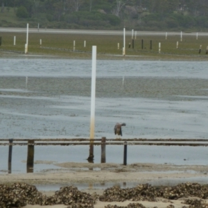 Egretta novaehollandiae at Merimbula, NSW - 13 Jan 2011