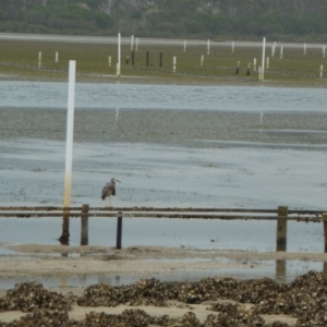 Egretta novaehollandiae at Merimbula, NSW - 13 Jan 2011