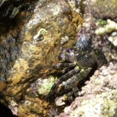 Leptograpsus variegatus (Purple Rock Crab) at Wapengo, NSW - 1 Jan 2011 by jksmits