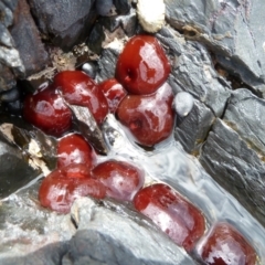 Actinia tenebrosa at Wapengo, NSW - 1 Jan 2011 by jks