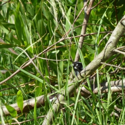 Phylidonyris novaehollandiae (New Holland Honeyeater) at Nelson, NSW - 29 Dec 2010 by jksmits