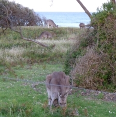 Macropus giganteus (Eastern Grey Kangaroo) at Mimosa Rocks National Park - 28 Dec 2010 by jksmits