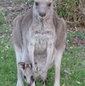 Macropus giganteus at Nelson, NSW - 28 Dec 2010