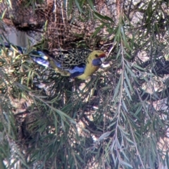 Platycercus elegans flaveolus at North Albury, NSW - suppressed