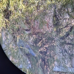 Platycercus elegans flaveolus at North Albury, NSW - suppressed