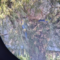 Platycercus elegans flaveolus at North Albury, NSW - suppressed