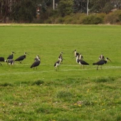 Threskiornis spinicollis (Straw-necked Ibis) at Holt, ACT - 10 Jul 2022 by pinnaCLE