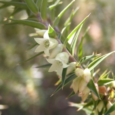 Melichrus urceolatus (Urn Heath) at Bullen Range - 10 Jul 2022 by MatthewFrawley