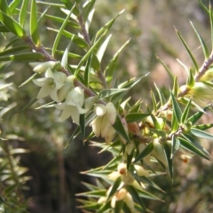 Melichrus urceolatus at Paddys River, ACT - 10 Jul 2022