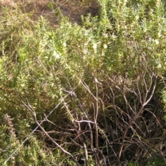 Melichrus urceolatus at Paddys River, ACT - 10 Jul 2022