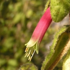 Correa reflexa var. reflexa (Common Correa, Native Fuchsia) at Bullen Range - 10 Jul 2022 by MatthewFrawley