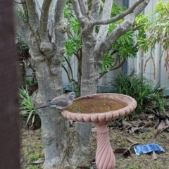 Spilopelia chinensis (Spotted Dove) at Albury - 15 Jun 2022 by Darcy