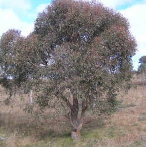 Eucalyptus macrorhyncha at Bullen Range - 10 Jul 2022