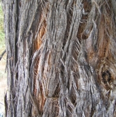 Eucalyptus macrorhyncha at Paddys River, ACT - 10 Jul 2022