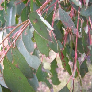 Eucalyptus macrorhyncha at Bullen Range - 10 Jul 2022