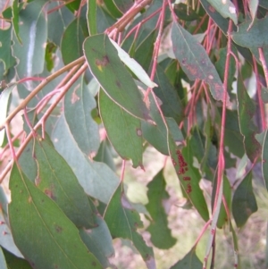 Eucalyptus macrorhyncha at Paddys River, ACT - 10 Jul 2022