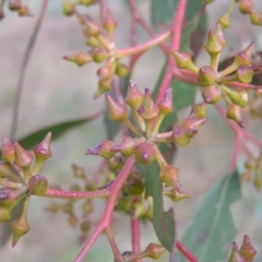 Eucalyptus macrorhyncha at Bullen Range - 10 Jul 2022