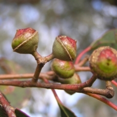 Eucalyptus macrorhyncha at Bullen Range - 10 Jul 2022