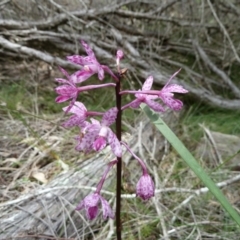 Dipodium punctatum (Blotched Hyacinth Orchid) at Tanja, NSW - 30 Dec 2010 by jks