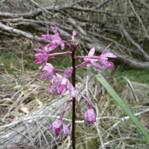 Dipodium punctatum at Tanja, NSW - suppressed