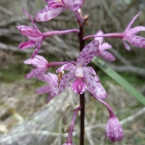 Dipodium punctatum at Tanja, NSW - suppressed