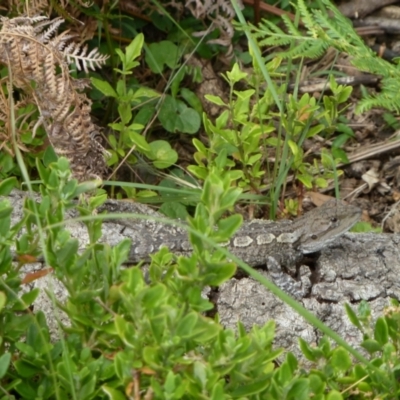 Amphibolurus muricatus (Jacky Lizard) at Bournda National Park - 30 Dec 2010 by jksmits