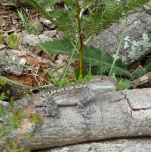 Amphibolurus muricatus at Bournda, NSW - 30 Dec 2010