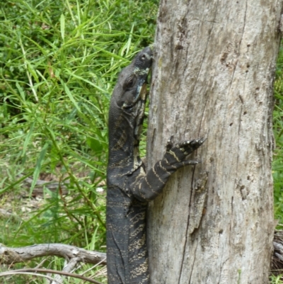 Varanus varius (Lace Monitor) at Mimosa Rocks National Park - 30 Dec 2010 by jksmits