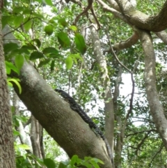 Varanus varius at Nelson, NSW - 30 Dec 2010