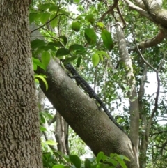 Varanus varius at Nelson, NSW - suppressed