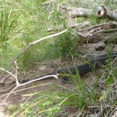 Varanus varius at Nelson, NSW - 30 Dec 2010