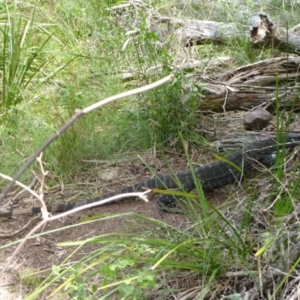 Varanus varius at Nelson, NSW - suppressed