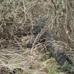 Varanus varius at Nelson, NSW - 30 Dec 2010